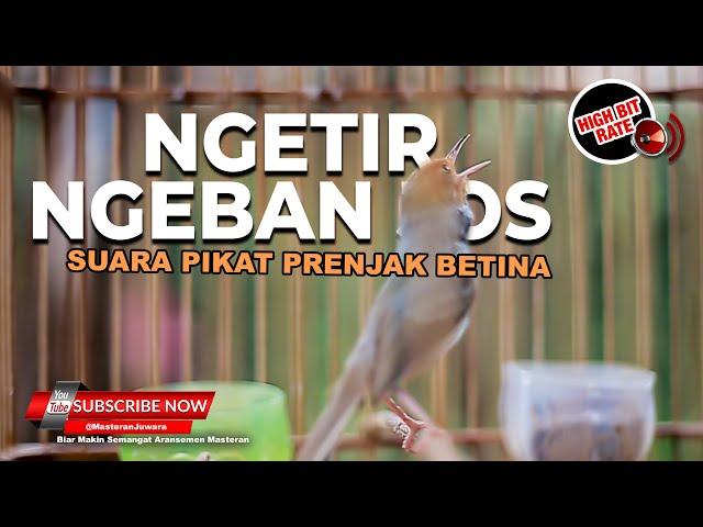 Wow️ Prenjak Betina Gacor Bisa Gacor Seperti Jantan