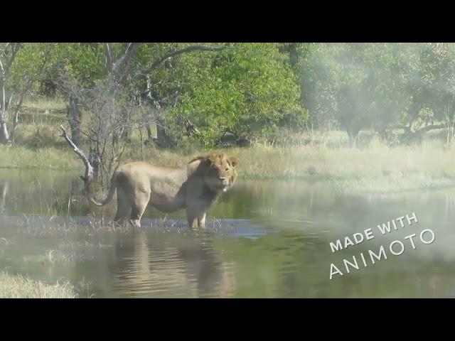 Young & muscular Okavango delta lion