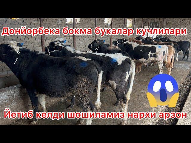 Курбонлика тайор боладиган букалар