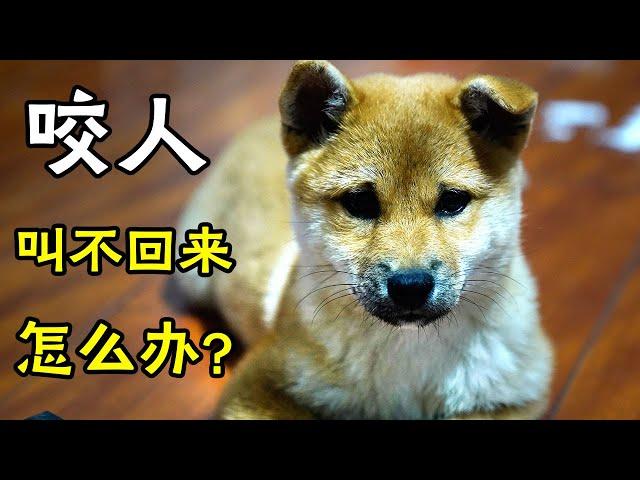 Before raising a Shiba Inu, you must have these kinds of preparations, personal experience