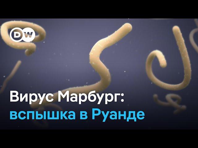 Вспышка смертельно опасного вируса Марбург в Руанде - глобальная угроза?