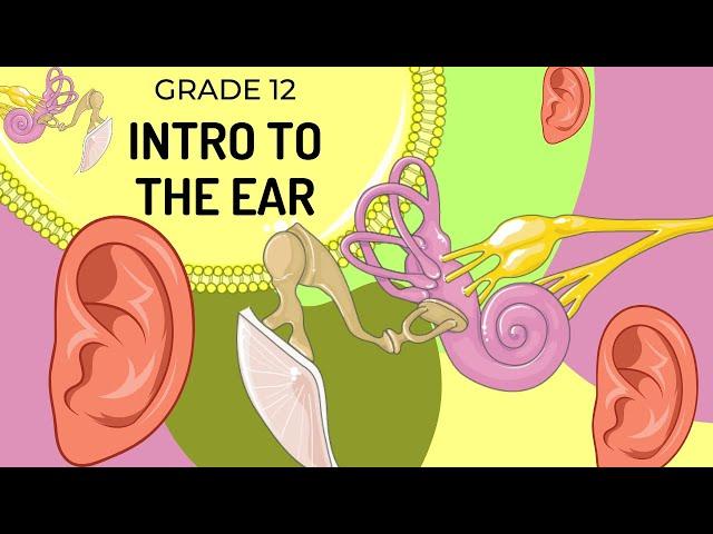 INTRO to the Structure of the EAR (UPDATED) | The main structures and their functions