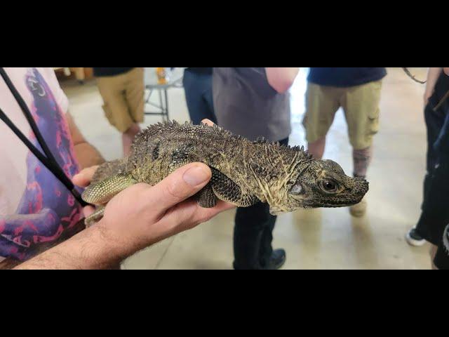 Sailfin Dragon Talk at Monitor Fest 2023| Hanging out with Hydrosaurus!