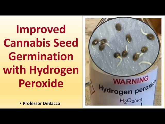 Improved Cannabis Seed Germination with Hydrogen Peroxide