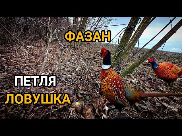 ПЕТЛЯ ЛОВУШКА НА ФАЗАНА!!!ОХОТА НА РАЗНУЮ ДИЧЬ!!!
