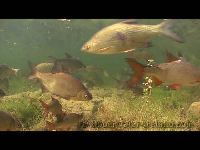 How to film fish underwater in Robertstown Harbour, Grand Canal, Ireland. Watch in HD!