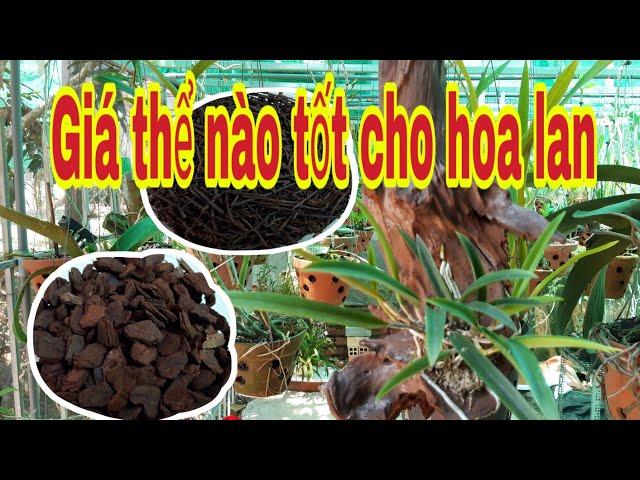 Giá thể trồng lan và cách xử lý khi mới mua về |Phong Lan MT| Tập 61