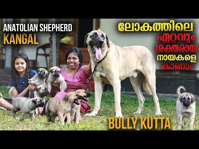 Kangal, Anatolian Shepherd, Bully Kutta || Vickies Greeny