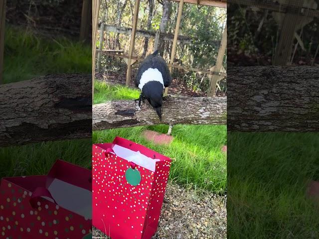 Trixie the crow gets a present