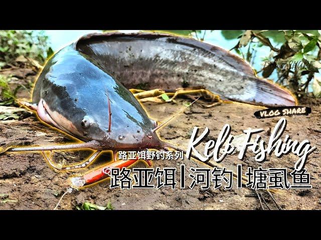 【FishingShare】路亚饵河钓塘虱鱼体验！路亚野钓系列|KELI LURES FISHING AT RIVER