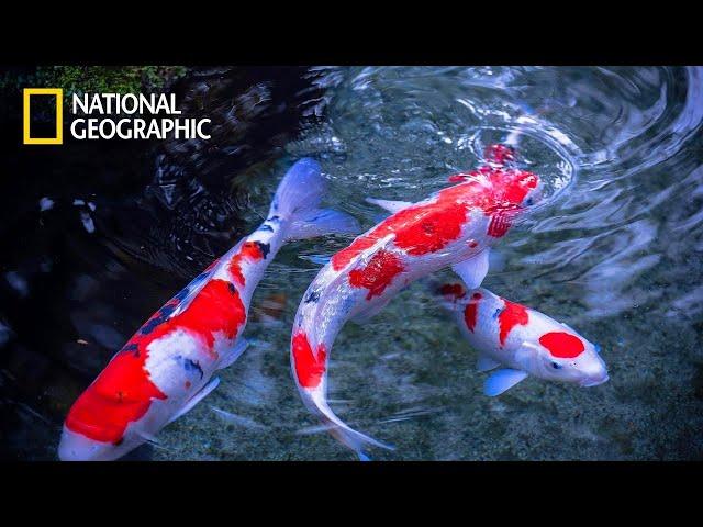 Japan's Secret Water garden - David Attenborough | National Geographic Documentary 2023