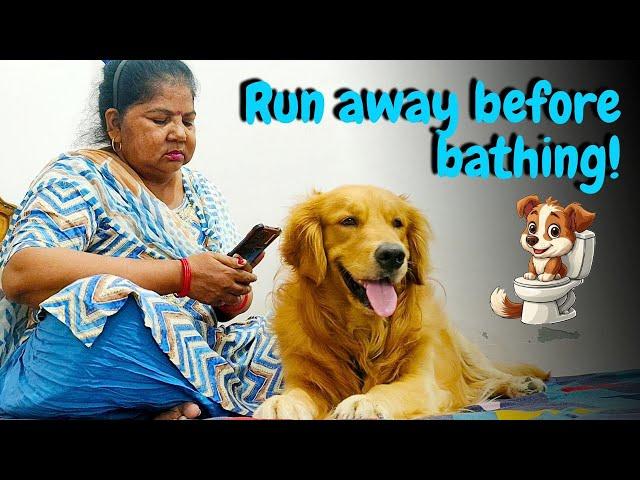 PeaNut Golden Retriever Hides in Toilet to Avoid Bathing! 