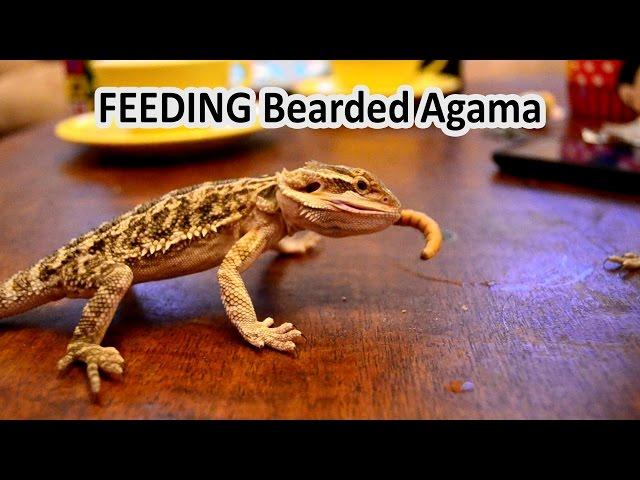 Feeding Bearded Agama Lizard with Worms and giving Calcium - Fun With turtle