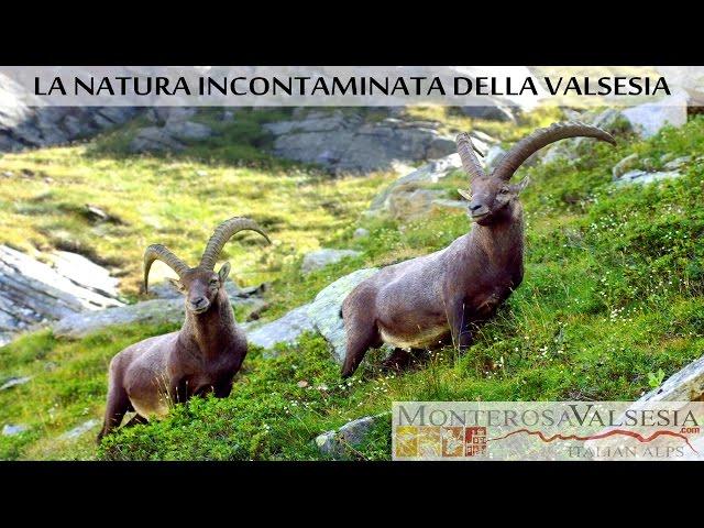 Valsesia   Natura incontaminata