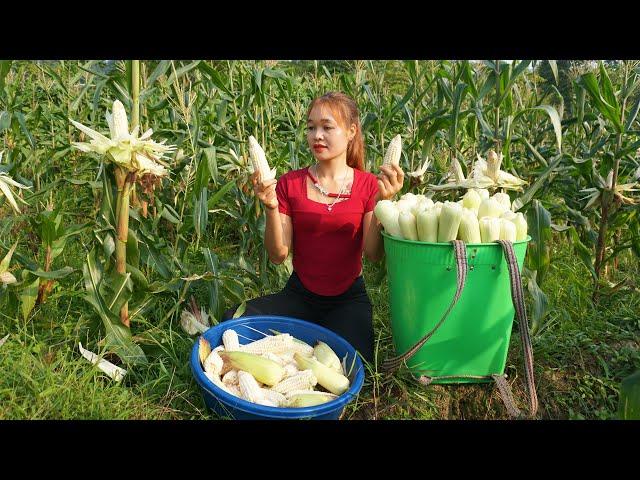 Harvesting Corn And Onion Goes To Market Sell, Building Farm Life - Thị Hiền