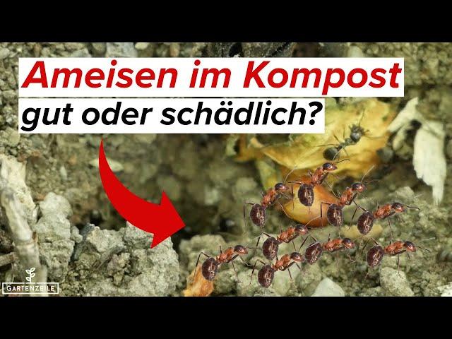 Ameisen im Komposter - hilfreich oder schädlich?