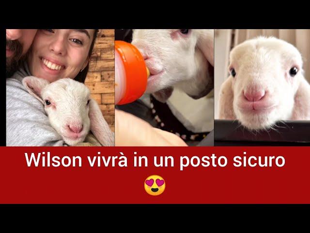 E' Arrivato Wilson  - Angolo di Paradiso Family #famiglia