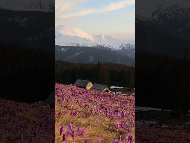 This is how Ukrainian Carpathians will looks like in only 1 month!