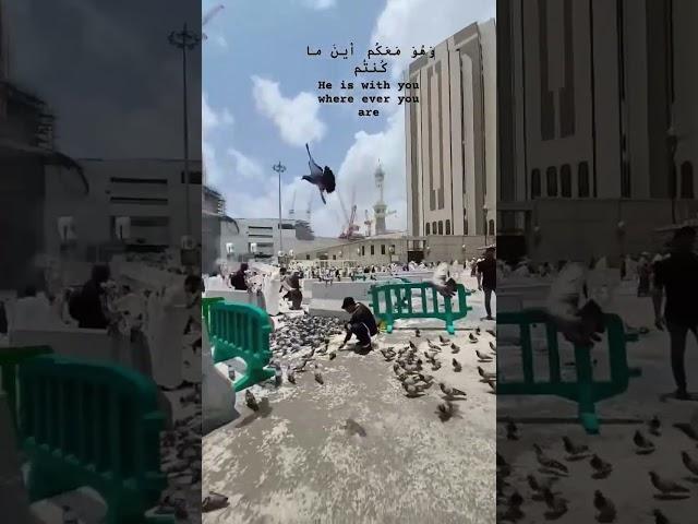 Beautiful Makkah #makkah #explore #love#saudiarabia #like #birds #islam #reels #shorts #allah