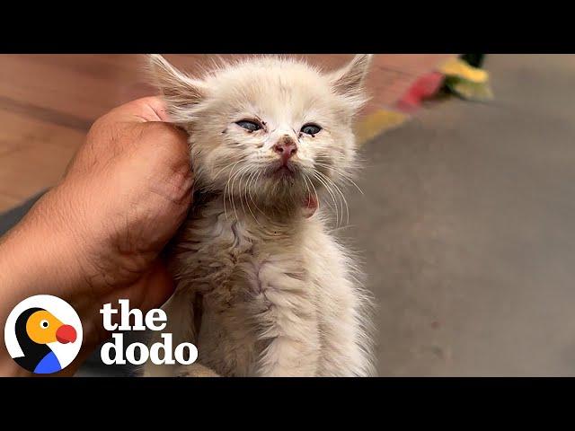 The Tiny Rescue Kitten Saved at the Last Minute Now Needs a Loving Home | The Dodo