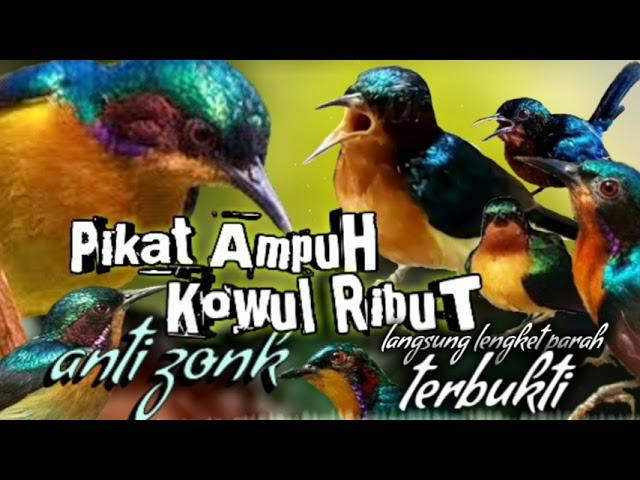 suara pikat kowul ribut paling ampuh || suara pikat burung Kolibri wulung ribut anti zonk