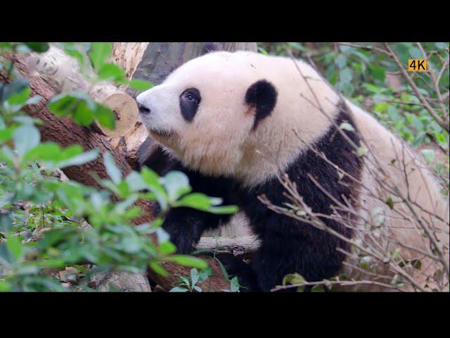 6.17 Grandpa Tan calls out tenderly: Huahua, GuoLai. Huahua slowly walks towards grandpa