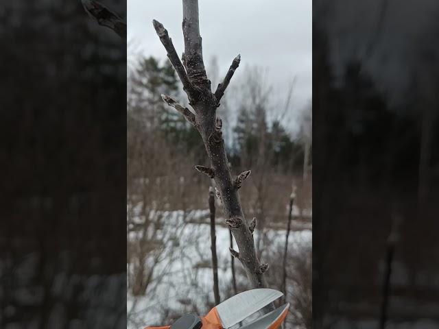 УКОРАЧИВАНИЕ ПРИРОСТА ЯБЛОНИ#яблоня #обрезка #сад