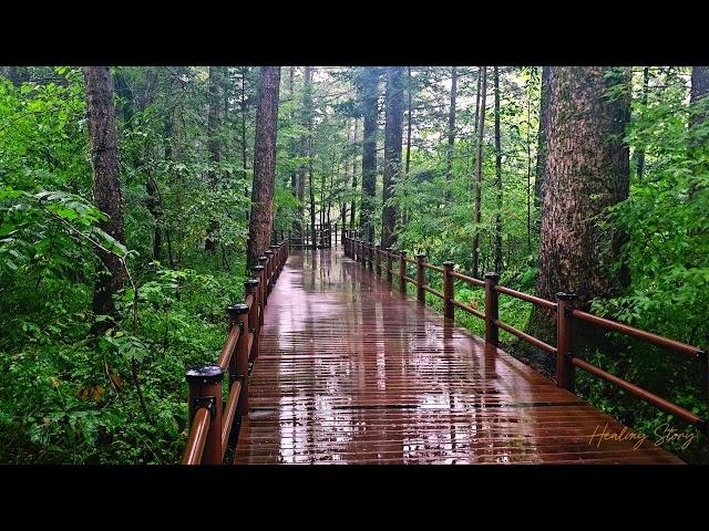 비오는 광릉수목원 산책로 #asmr #whitenoise #meditation #art #sky #View #rain #nature #beautiful #relax