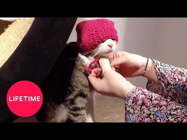 Pussy Hats at the Cat Café for International Women's Day | Lifetime