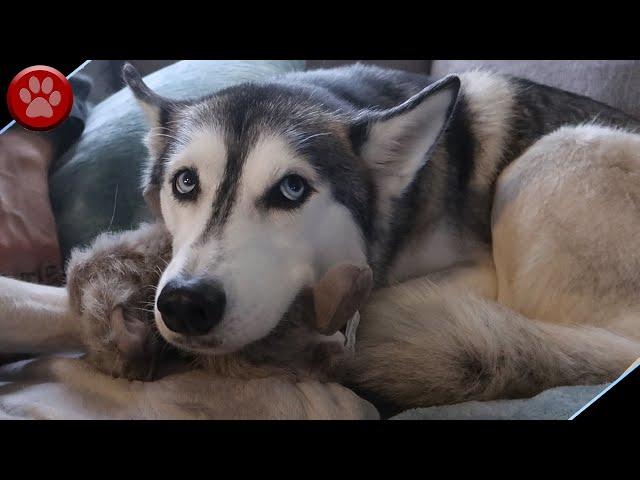 NORA THE HUSKY'S BABY BUN BUN!