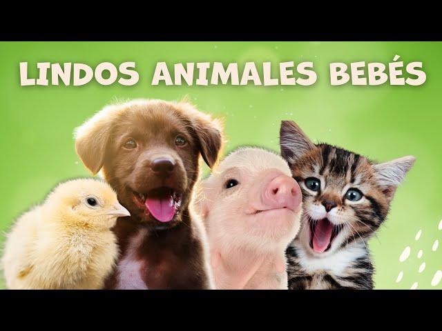 Animales bebés mas lindos para niños | Sonidos de animales para niños | Los animales y sonidos