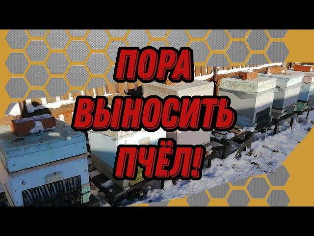 Выставка пчел