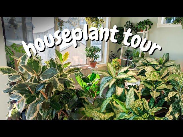 Houseplant Tour | OVER 200 PLANTS IN A SMALL HOUSE