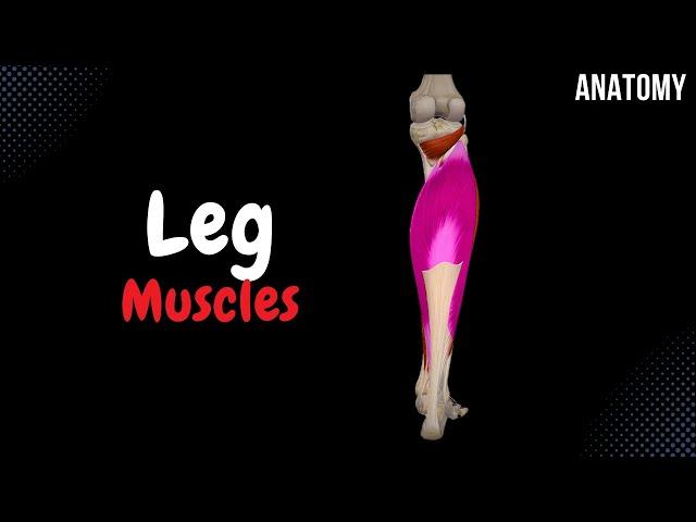 Muscles of the Leg (Division, Origin, Insertion, Functions)