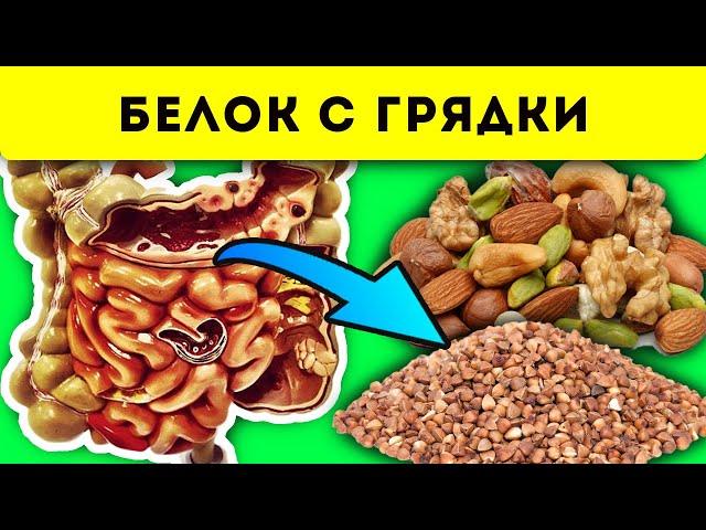 Больше, чем в мясе! Эти 13 продуктов ТАК богаты белком, что если их…