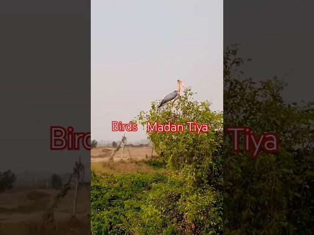 #Odisha#viral #chandabali # Baba #Loknath Travels # Birds National Park Birds Hara Kheda