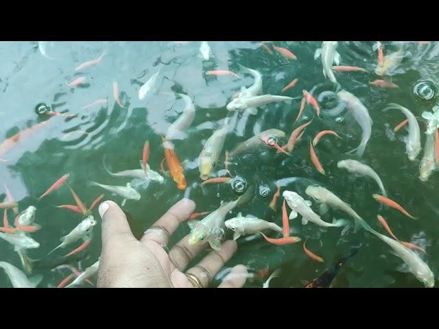 Ornamental Fish Wholesale Kerala - Krishna Aqua Farm 8330005551