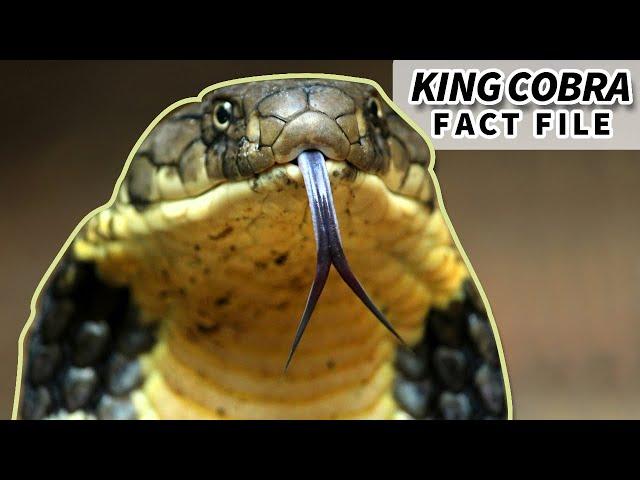 King Cobra facts: the LONGEST VENOMOUS snake | Animal Fact Files