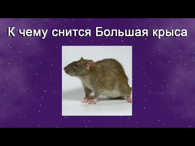 К чему снится Большая крыса – толкование сна по Соннику