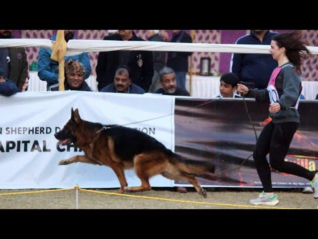 Open Class Male SHORT HAIR || Capital Chapter Delhi || GSD Speciality ️