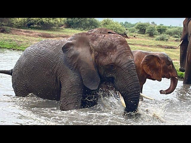 Happy Splashing Elephants, Khanyisa, Bubi, Klaserie & the Herd! 