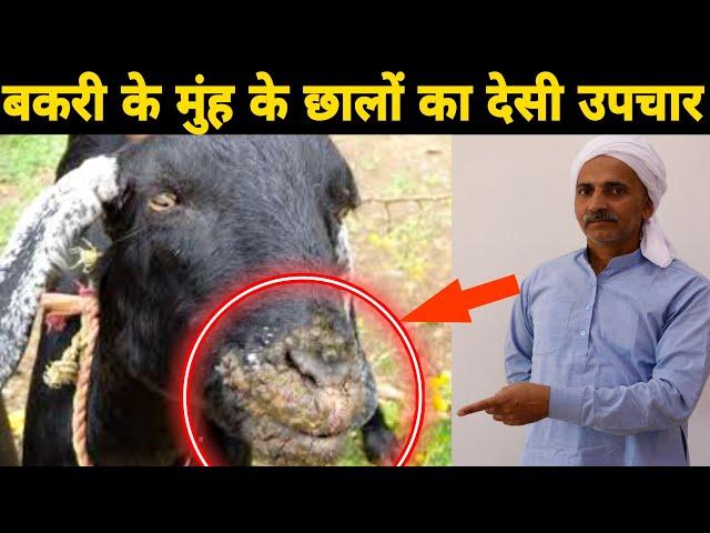 बकरियो के मुंह के छालों का उपचार | Treatment for goat mouth blisters | घरेलू इलाज Ep02