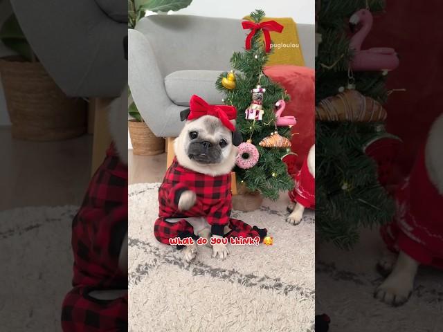 LOULOU & MOSY are putting up their own SPECIAL Christmas tree! ️ #pug #dog