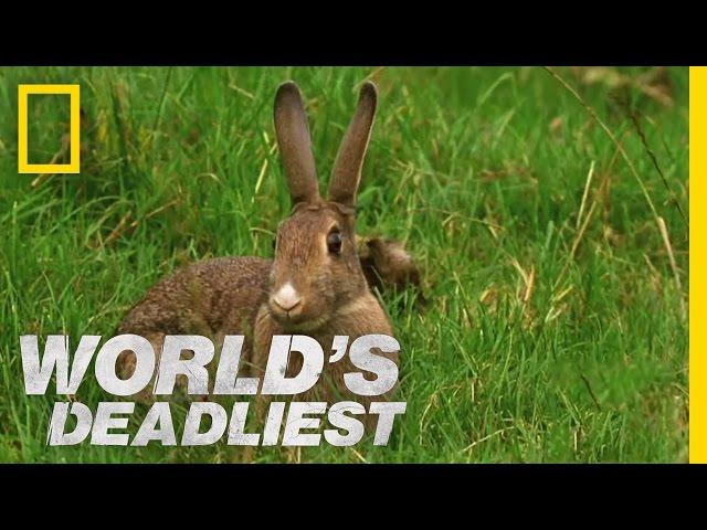 Stoat Hypnotizes Rabbit | World's Deadliest