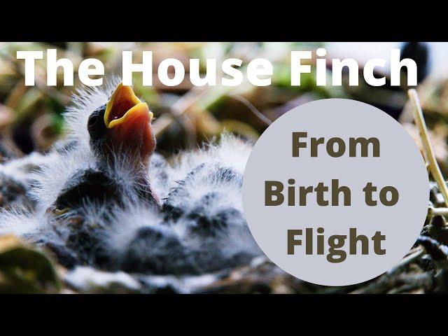 The House Finch-From Birth to Flight