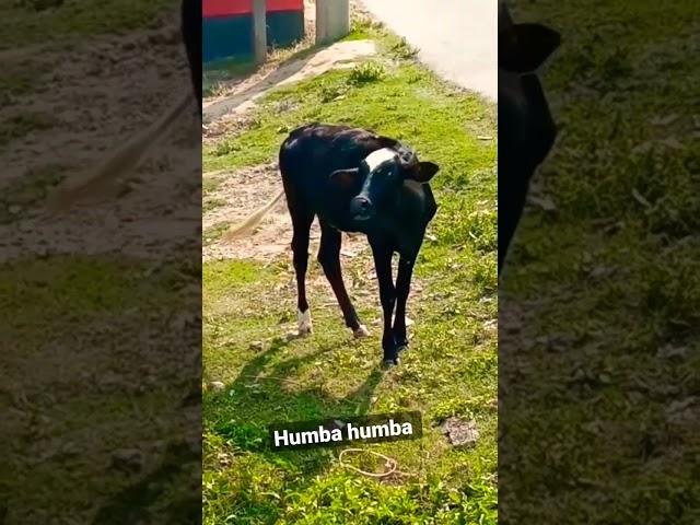 humba humba cow #shorts