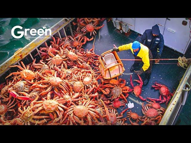 King Crab Fishing - How US Fisherman The Fishing of Tons of King Crab | Agriculture Technology