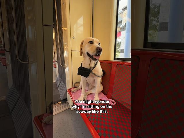 Commuter dog. #labradorretriever #traveldog #dogtravel #dogs #labrador #budapest #petfriendlytravel