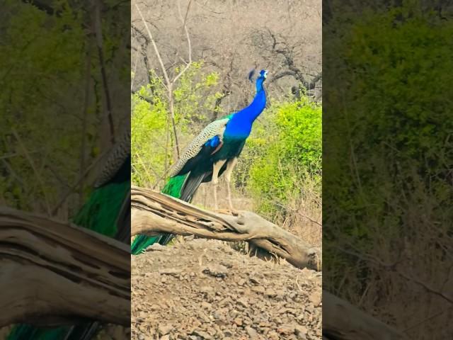 #indiannationalbird #rajasthan