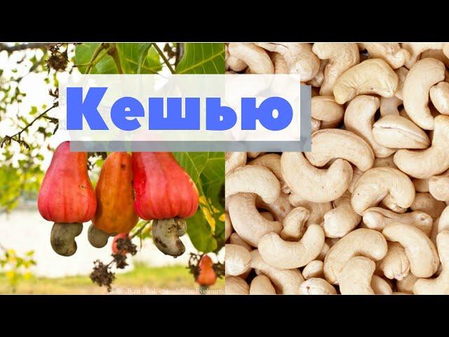 Кешью | Как это сделано | Cashew nut